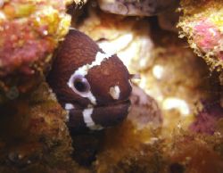 Zebra eel, photographed hanging upside down in the beauti... by Ash Pickering 